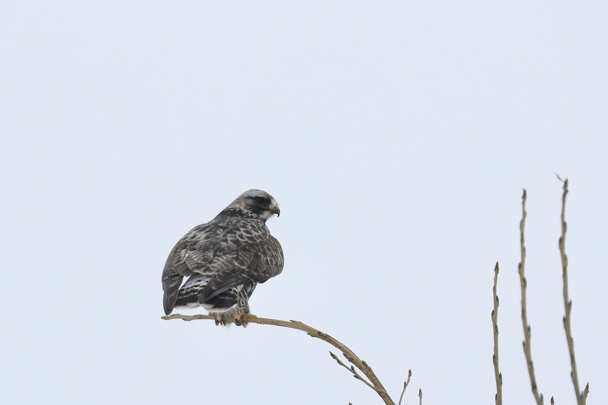 Rough-legged Hawk - ML614387323