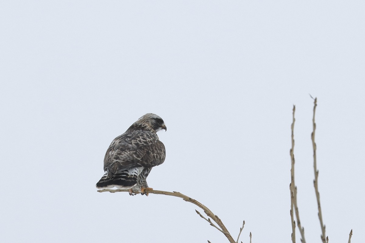 Rough-legged Hawk - ML614387325