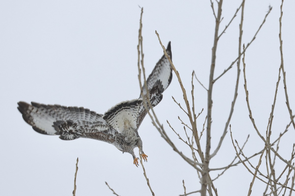 Rough-legged Hawk - ML614387327