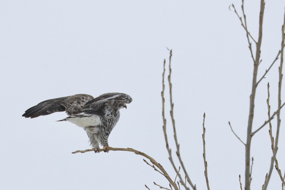 Rough-legged Hawk - ML614387329