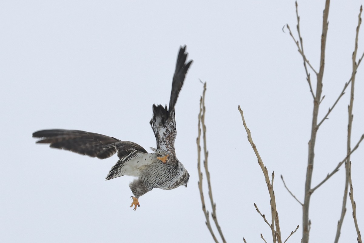 Rough-legged Hawk - ML614387330