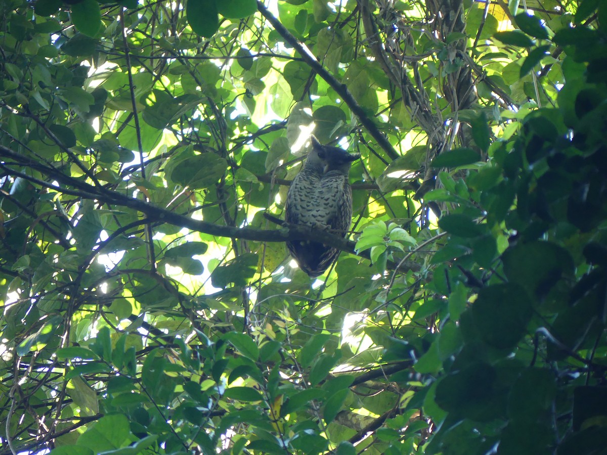 Spot-bellied Eagle-Owl - ML614387350