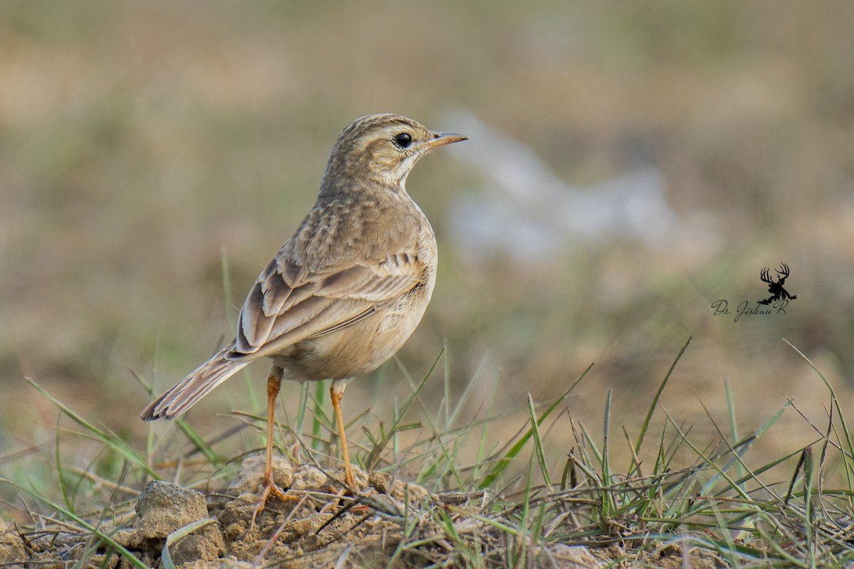 Paddyfield Pipit - ML614387357