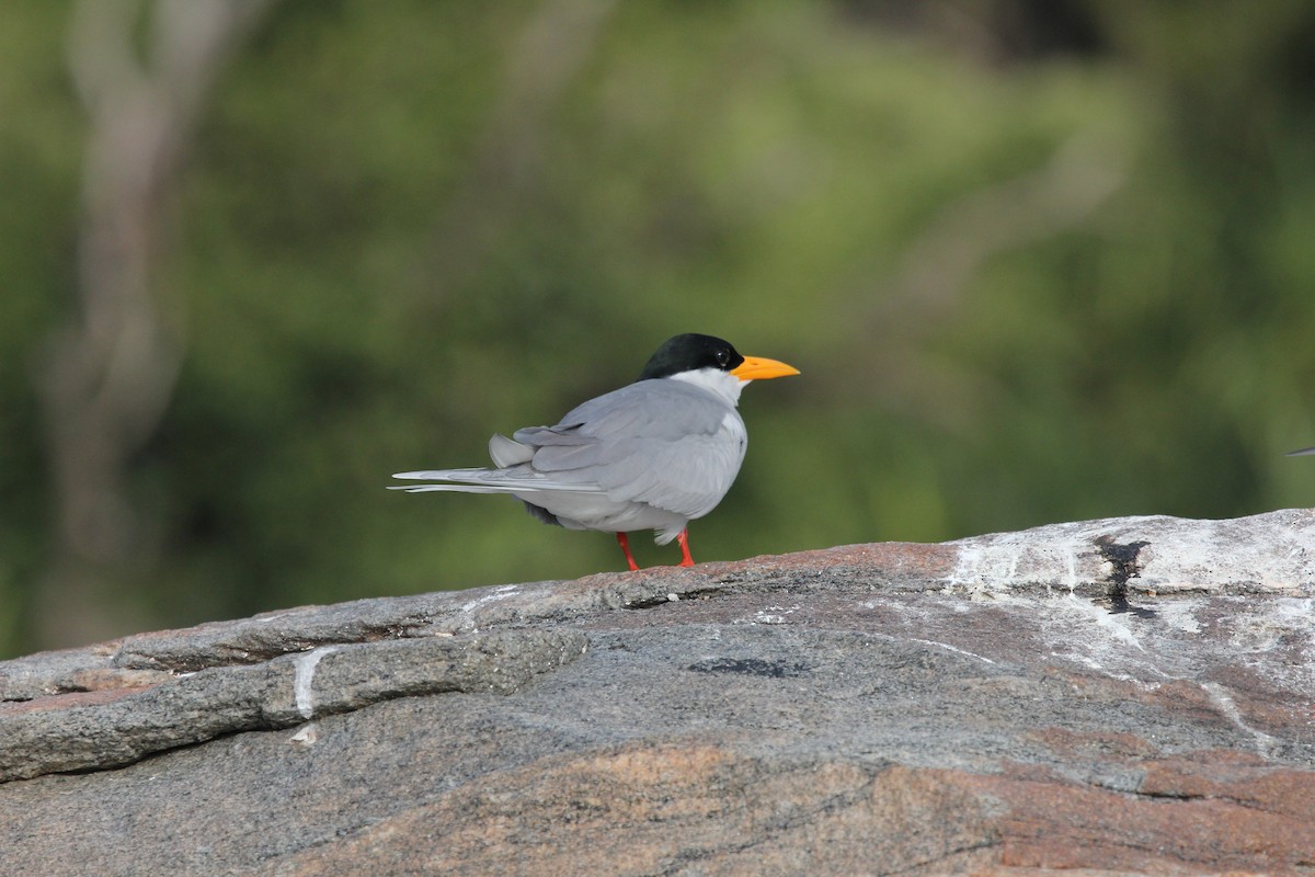 River Tern - ML614387365