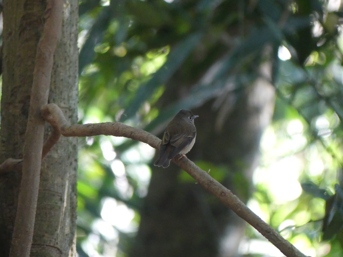 Brown-breasted Flycatcher - ML614387384