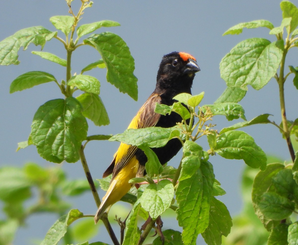 Fire-fronted Bishop - ML614387402