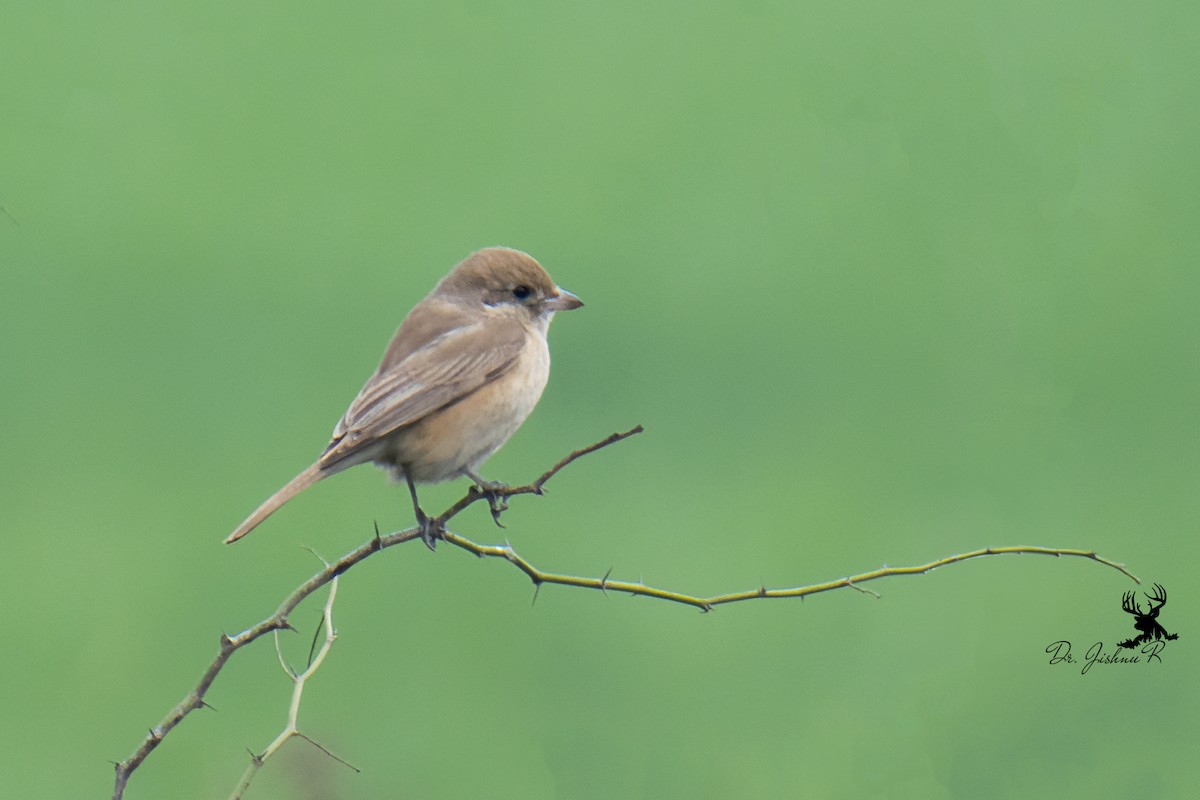 Isabelline Shrike - ML614387403