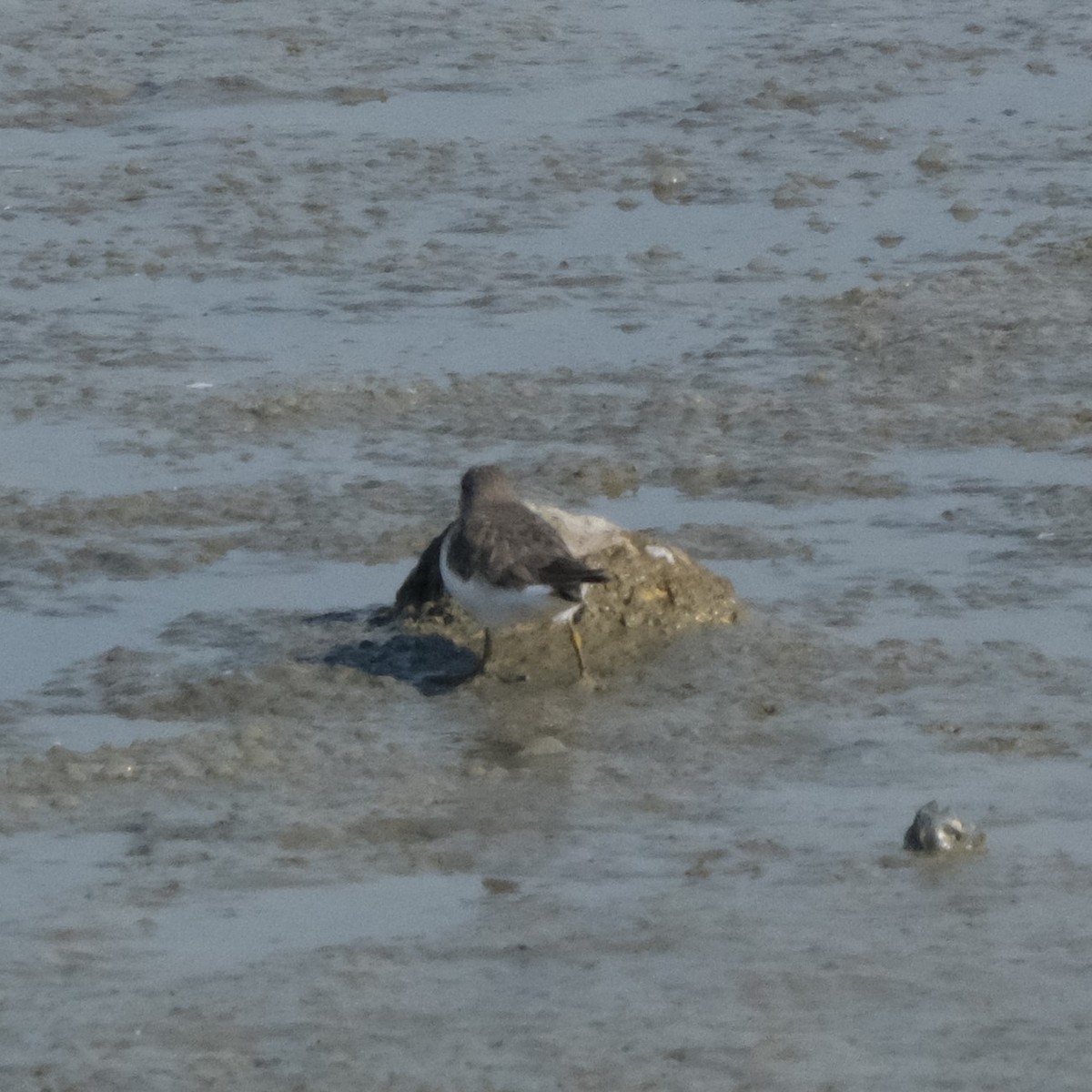 Temminck's Stint - ML614387408