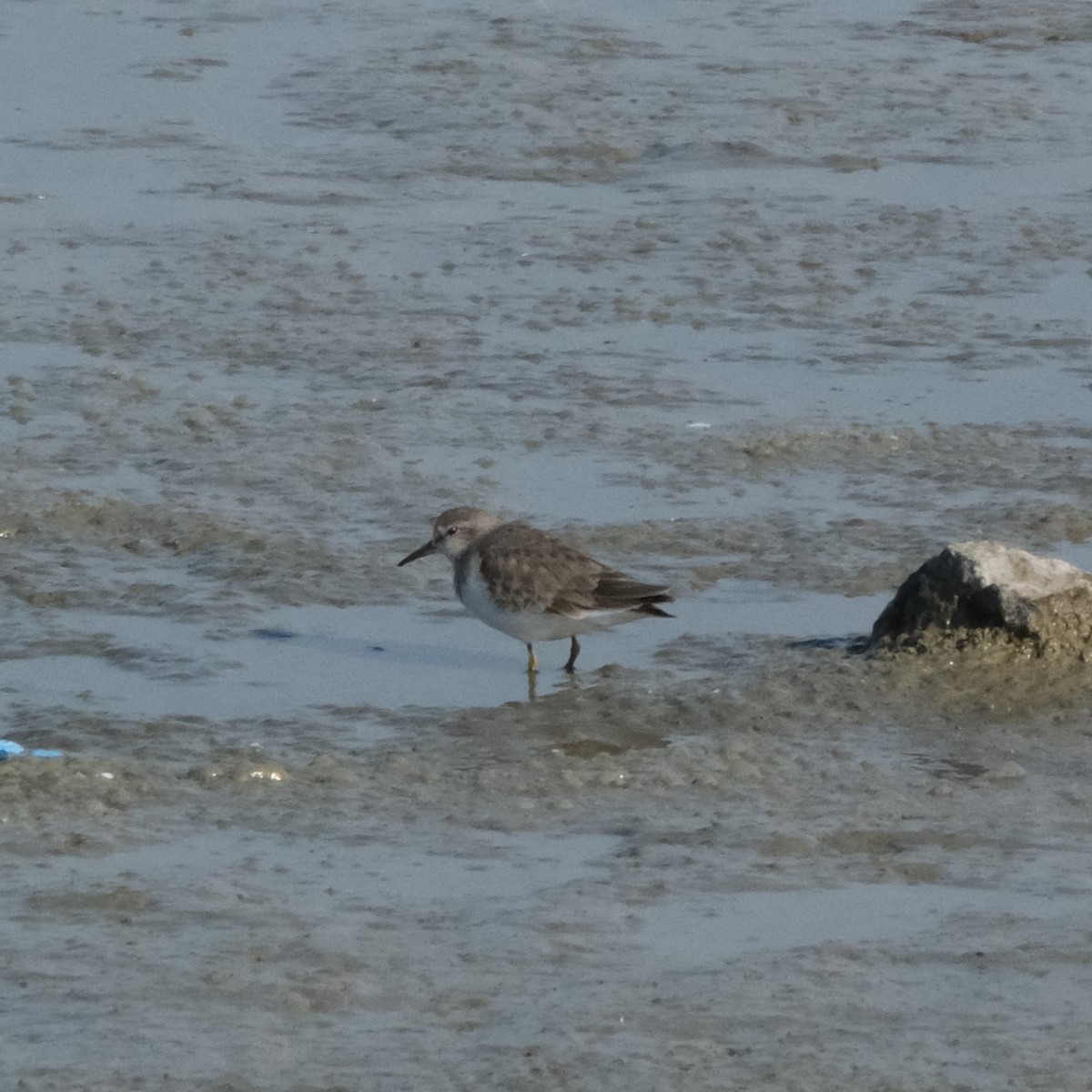 Temminck's Stint - ML614387409