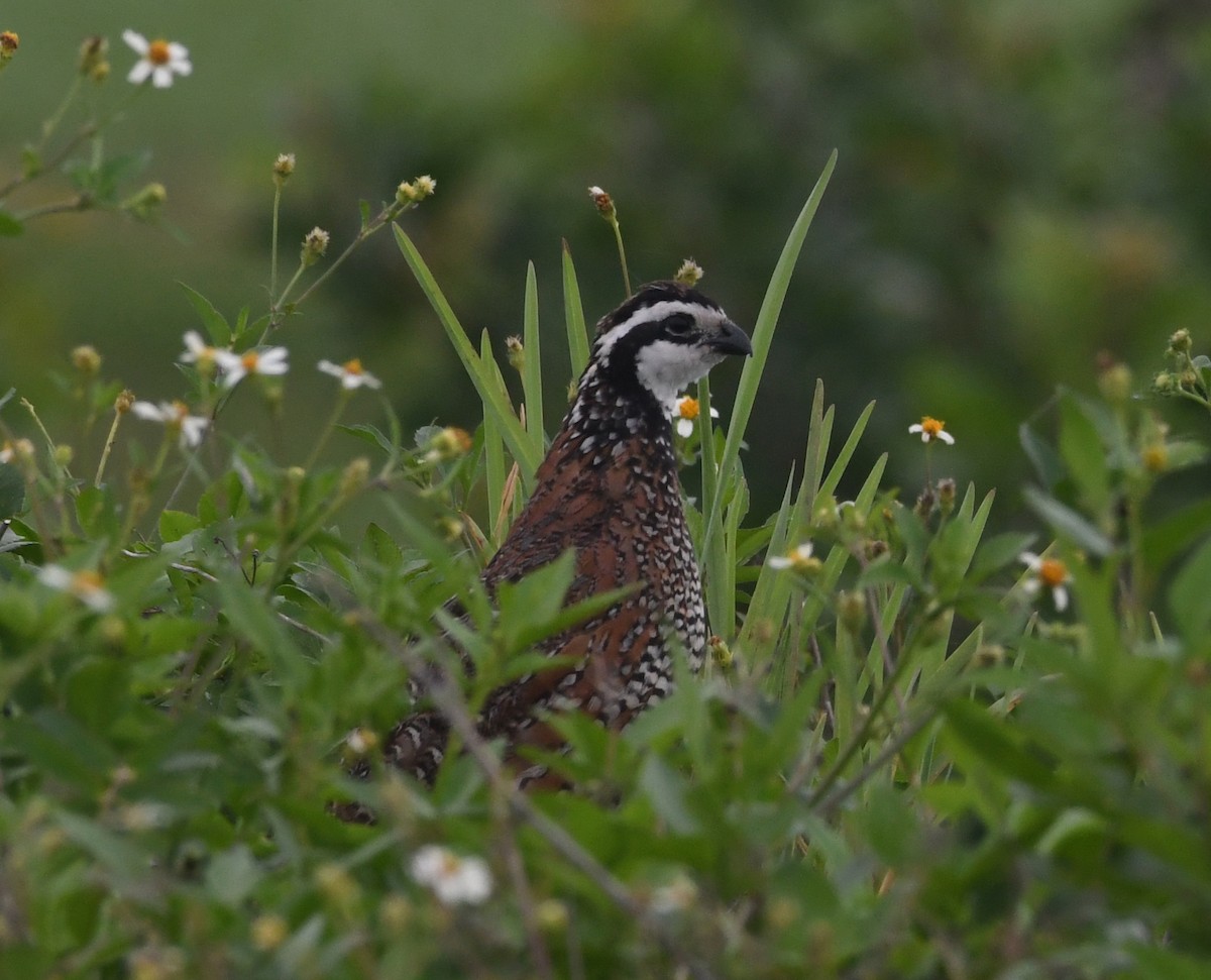 Northern Bobwhite - ML61438741