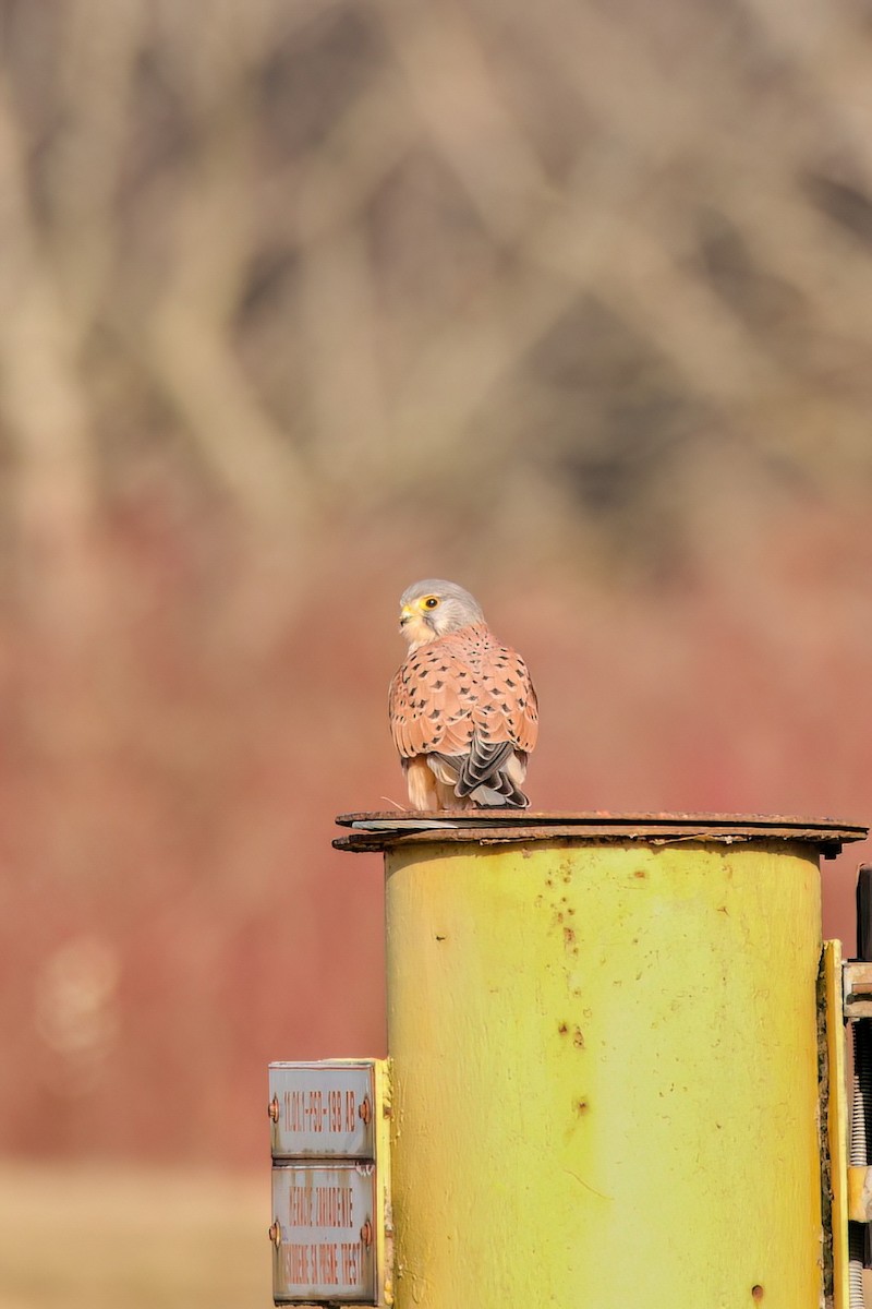 Eurasian Kestrel - ML614387460