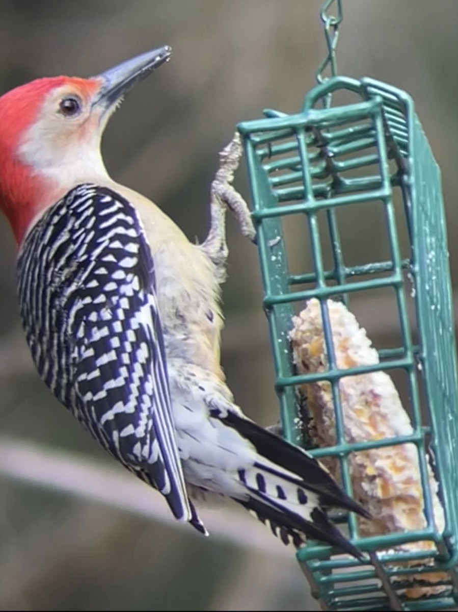 Red-bellied Woodpecker - ML614387465