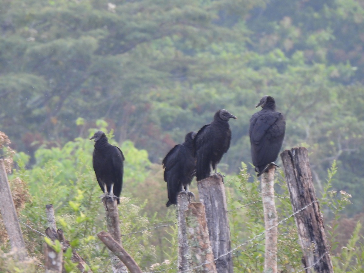 Black Vulture - ML614387480