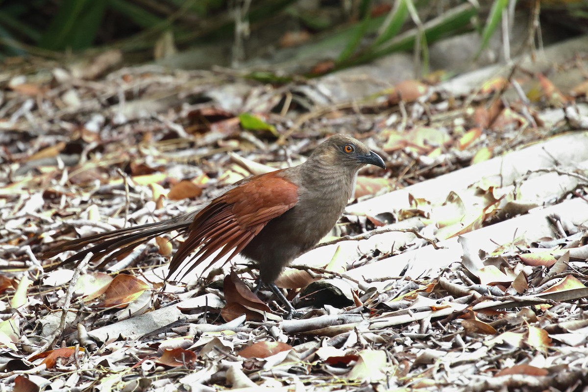 Andaman Coucal - Amit Gupta