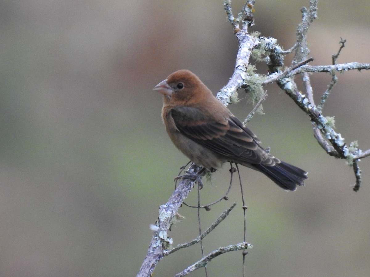 Blue Grosbeak - ML614387522