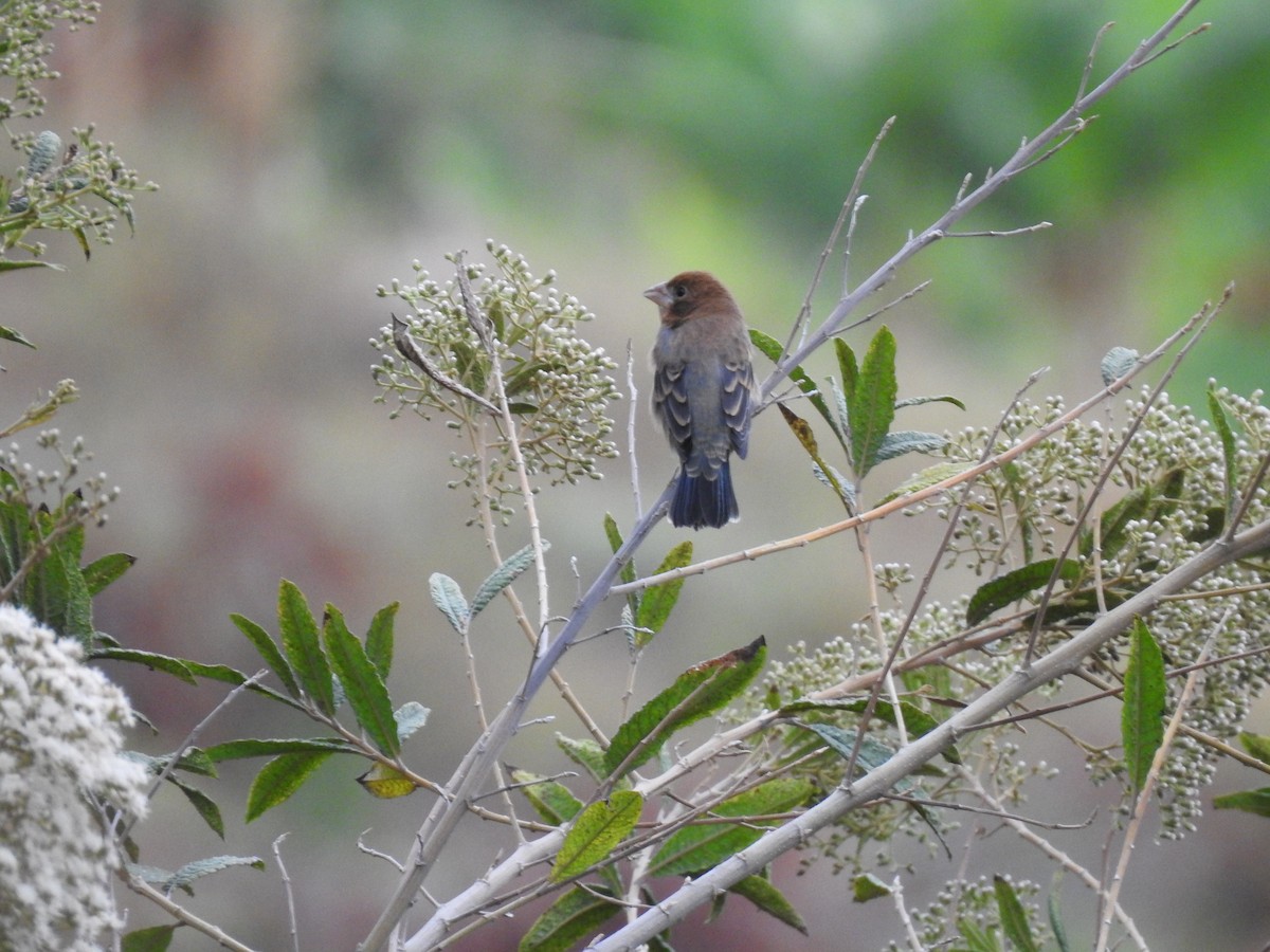 Blue Grosbeak - ML614387526