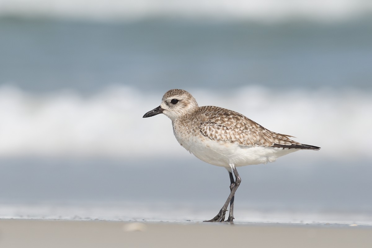 Black-bellied Plover - Shane Carroll