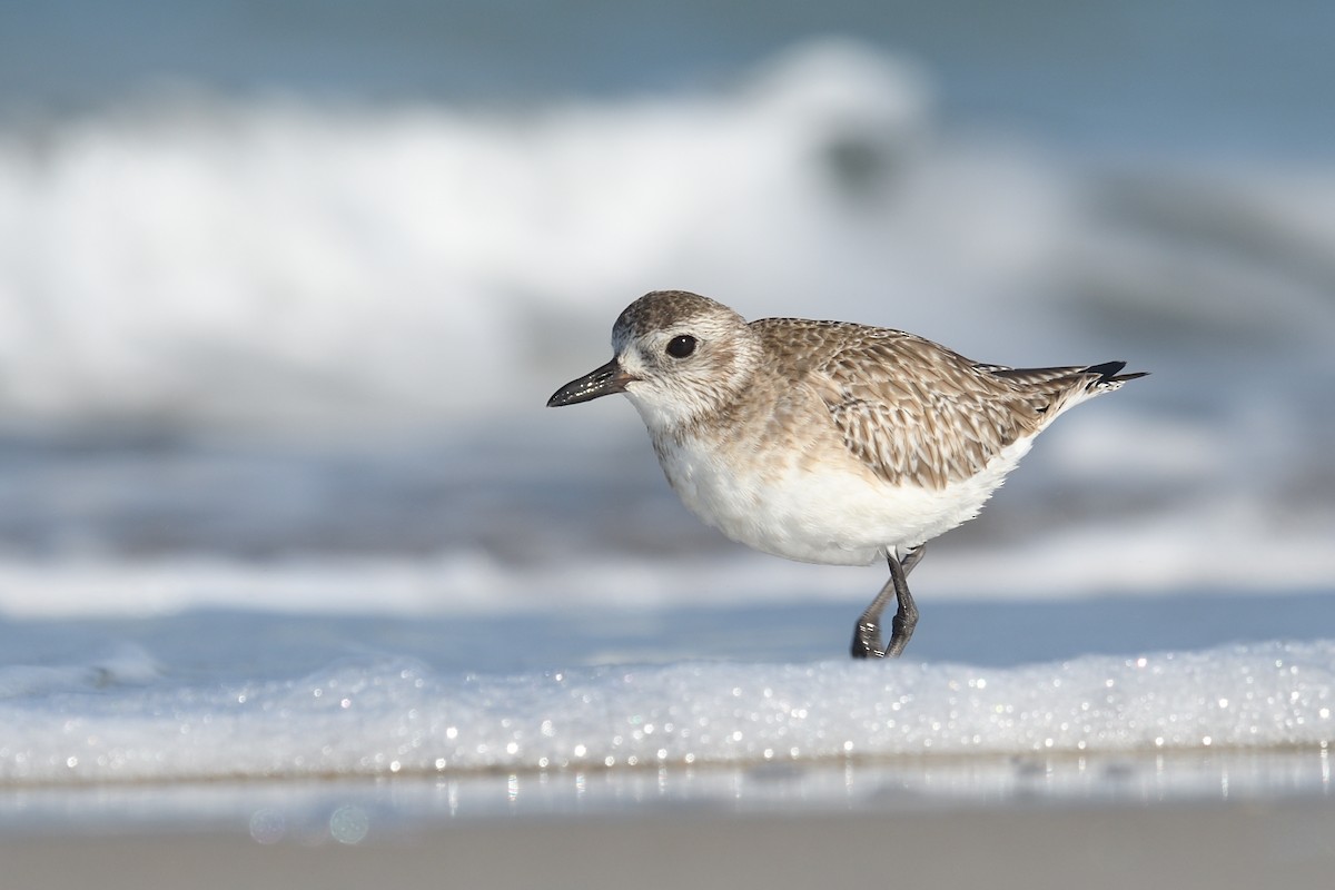 Black-bellied Plover - Shane Carroll