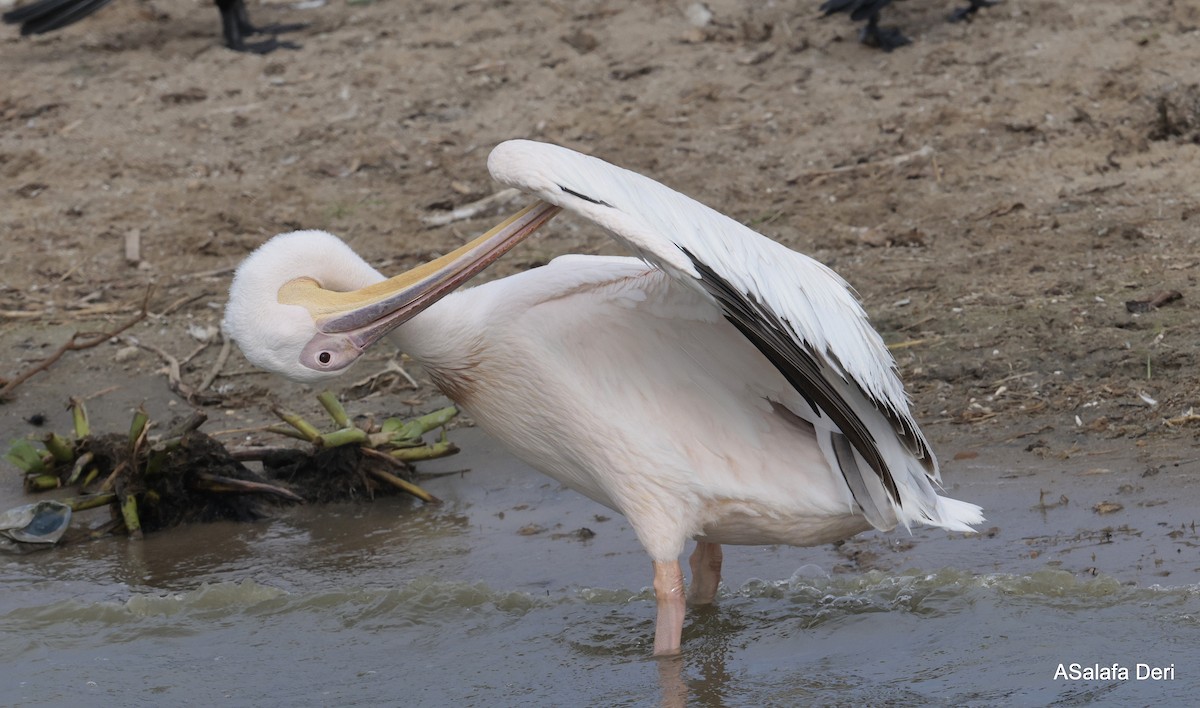 Great White Pelican - Fanis Theofanopoulos (ASalafa Deri)