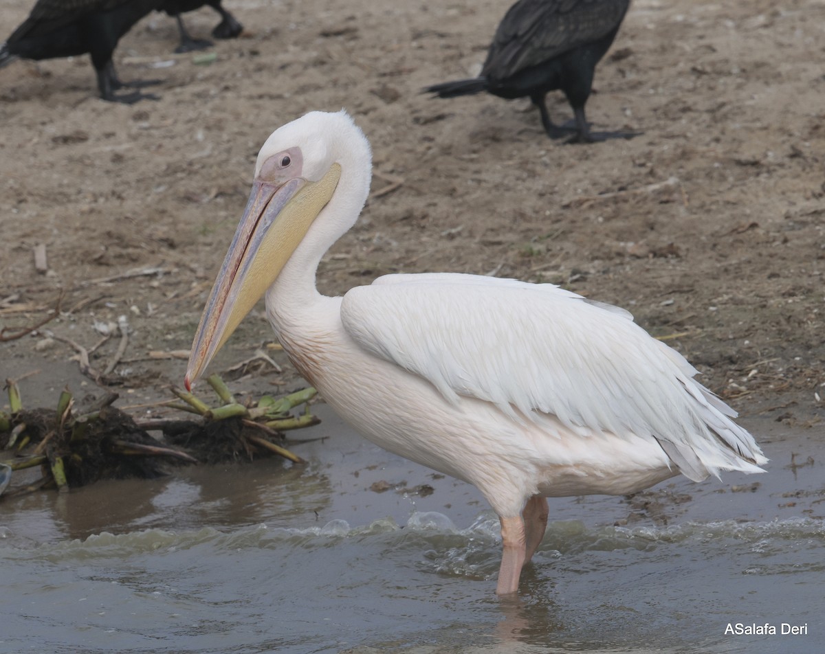 Great White Pelican - Fanis Theofanopoulos (ASalafa Deri)