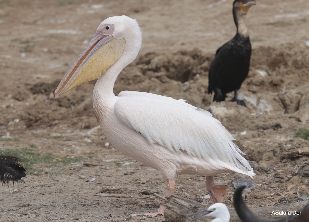 Great White Pelican - Fanis Theofanopoulos (ASalafa Deri)