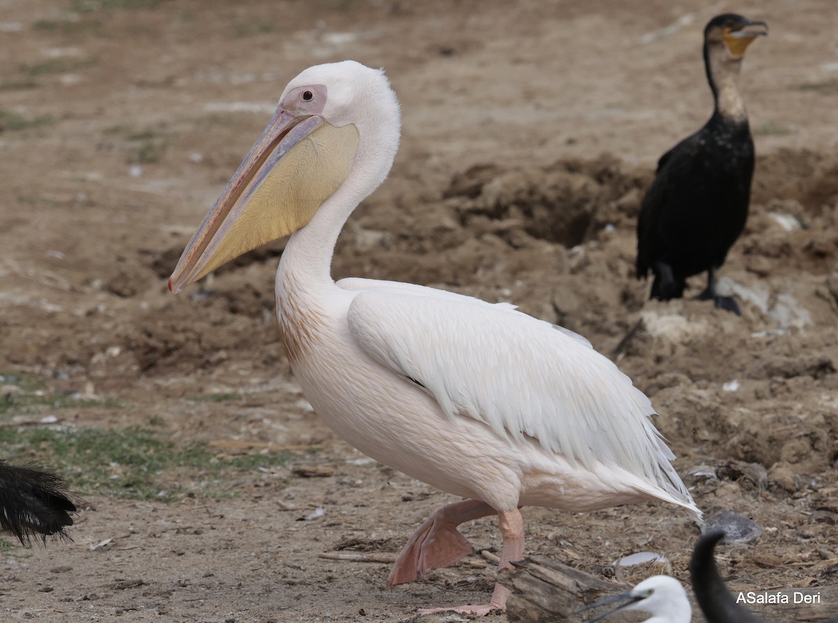 Great White Pelican - Fanis Theofanopoulos (ASalafa Deri)