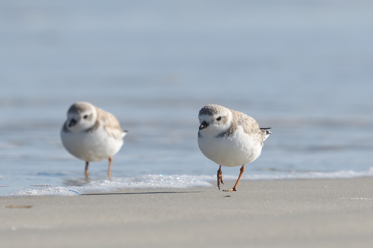 Piping Plover - ML614387584