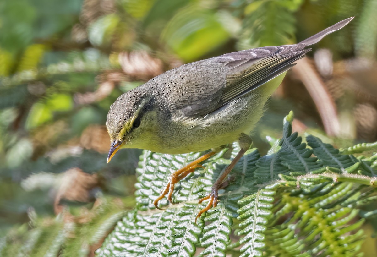 Tickell's Leaf Warbler (Tickell's) - Sourav Halder