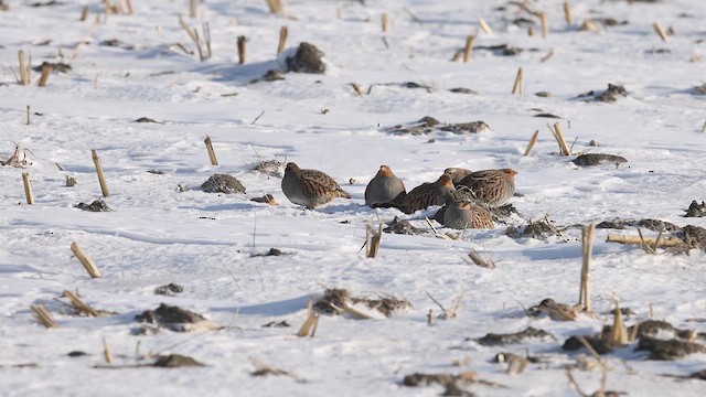 Gray Partridge - ML614387635