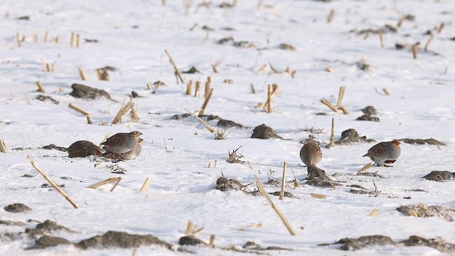 Gray Partridge - ML614387636