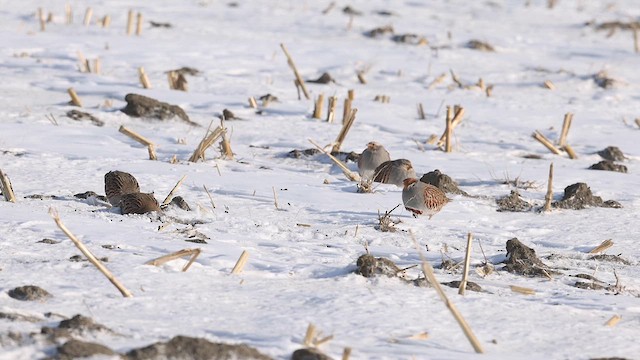 Серая куропатка - ML614387638