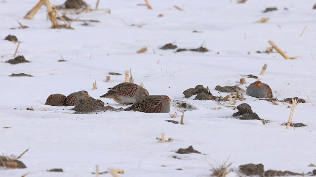 Серая куропатка - ML614387639