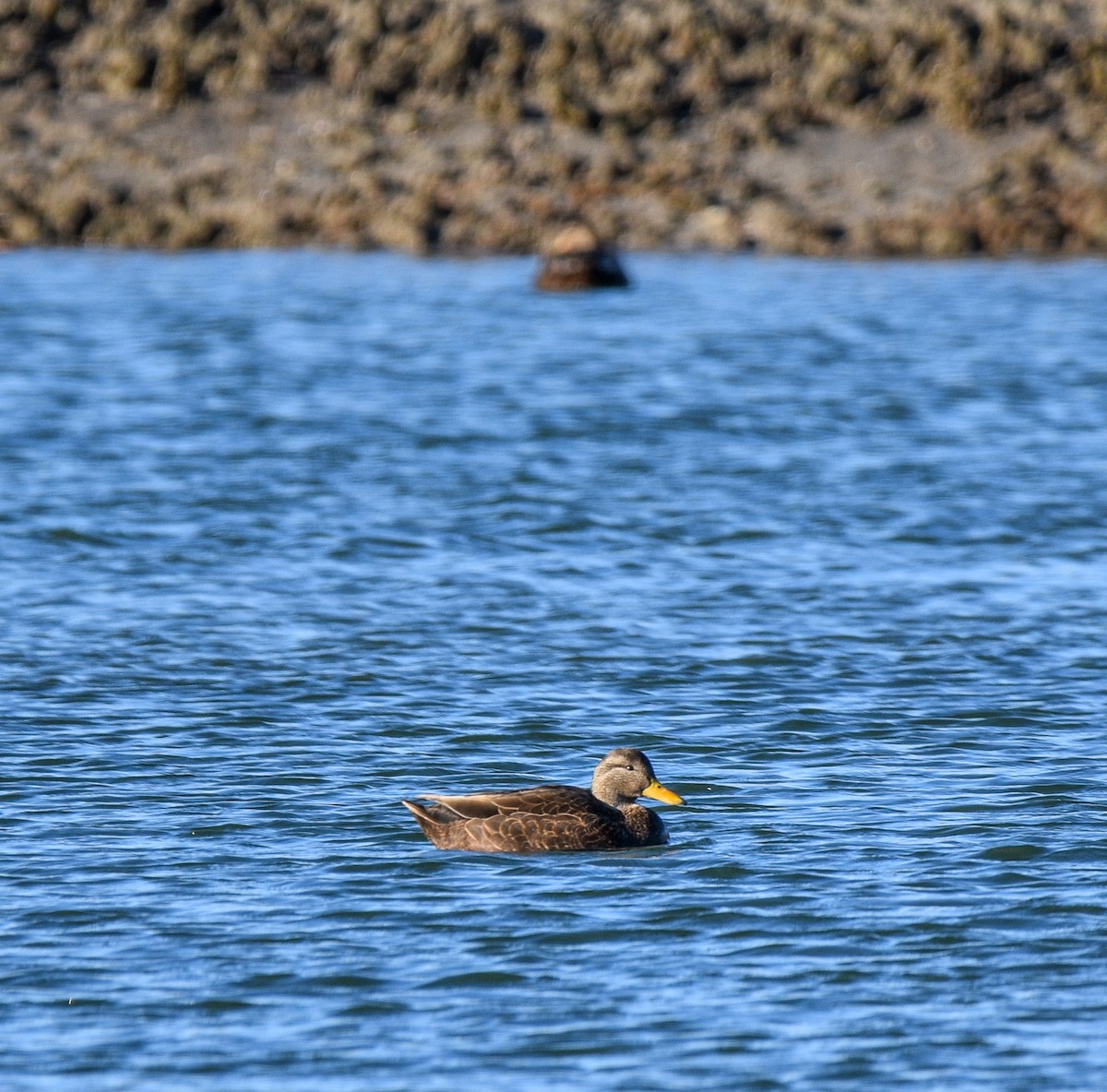 Canard noir - ML614387658