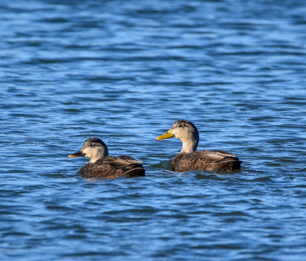 American Black Duck - William Kelly