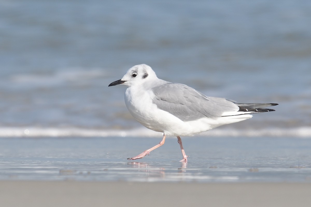 Mouette de Bonaparte - ML614387661