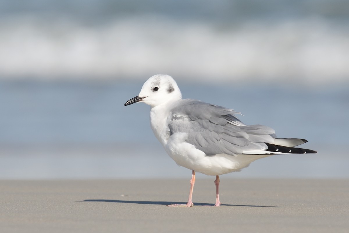 Bonaparte's Gull - ML614387664