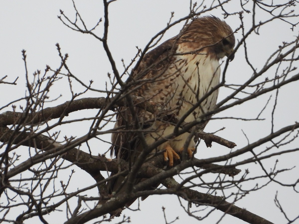 Red-tailed Hawk - Melanie Kass