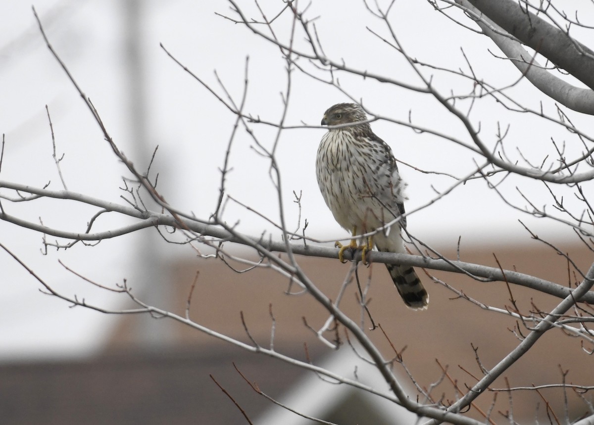 Cooper's Hawk - Julie Johnston