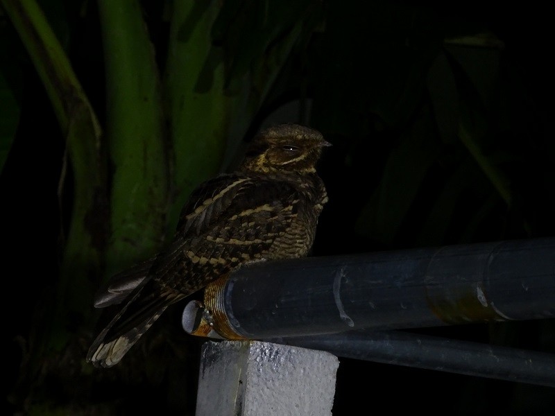 Large-tailed Nightjar - ML614387735