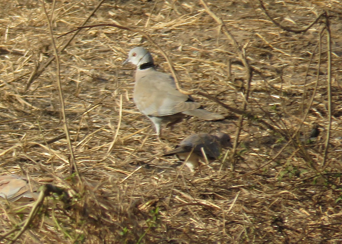 Mourning Collared-Dove - ML614387745