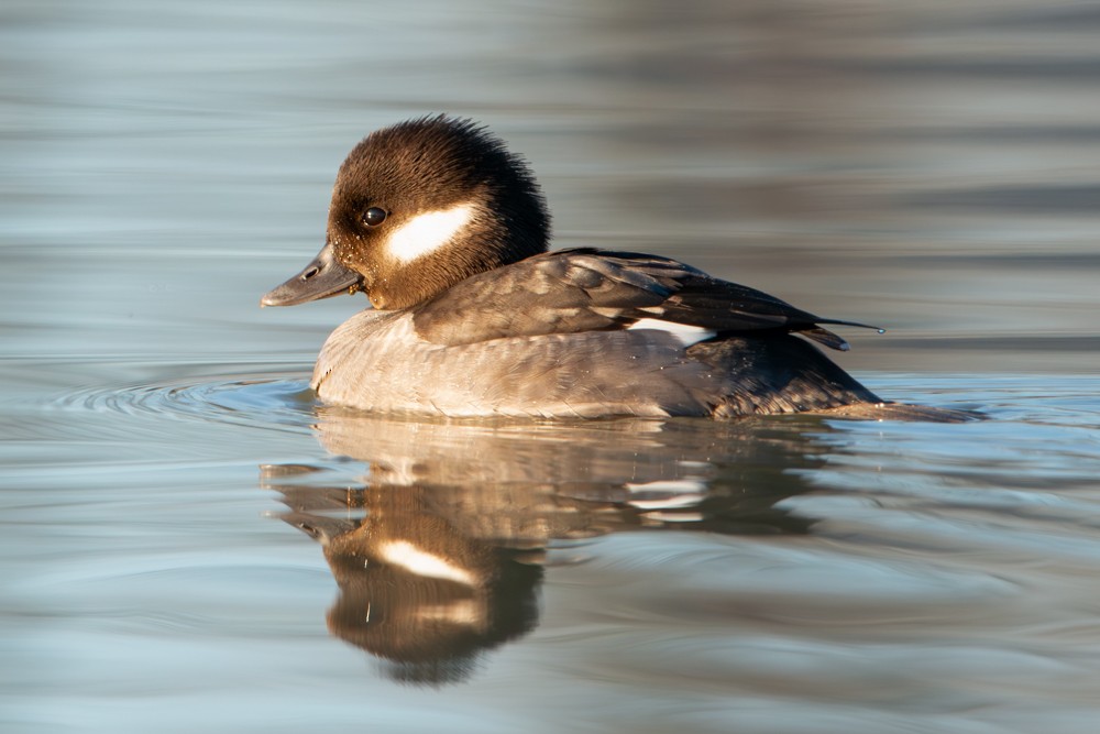 Bufflehead - ML614387749