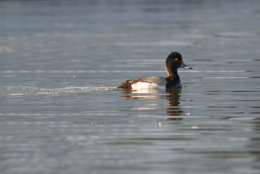 Lesser Scaup - ML614387767
