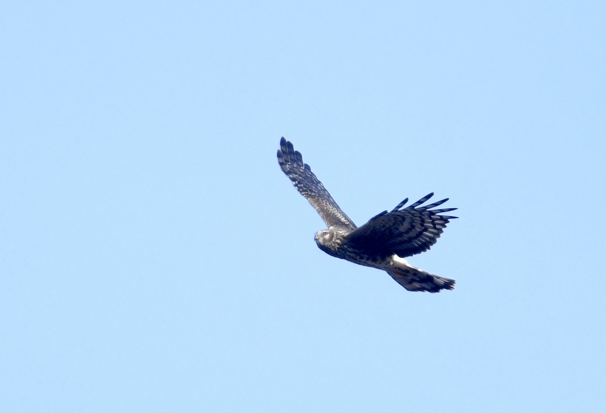 Northern Harrier - ML614387822