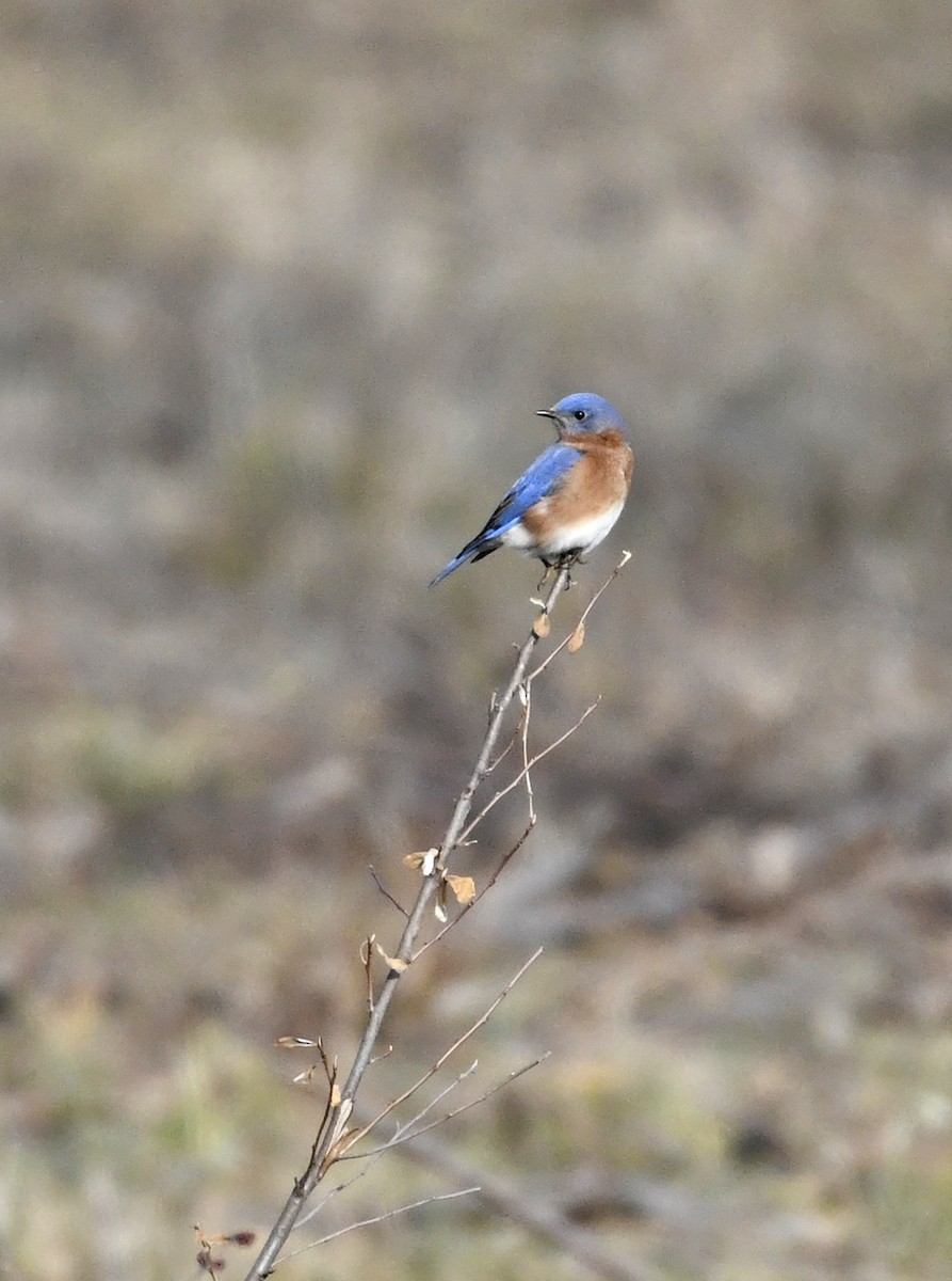 Eastern Bluebird - Julie Johnston