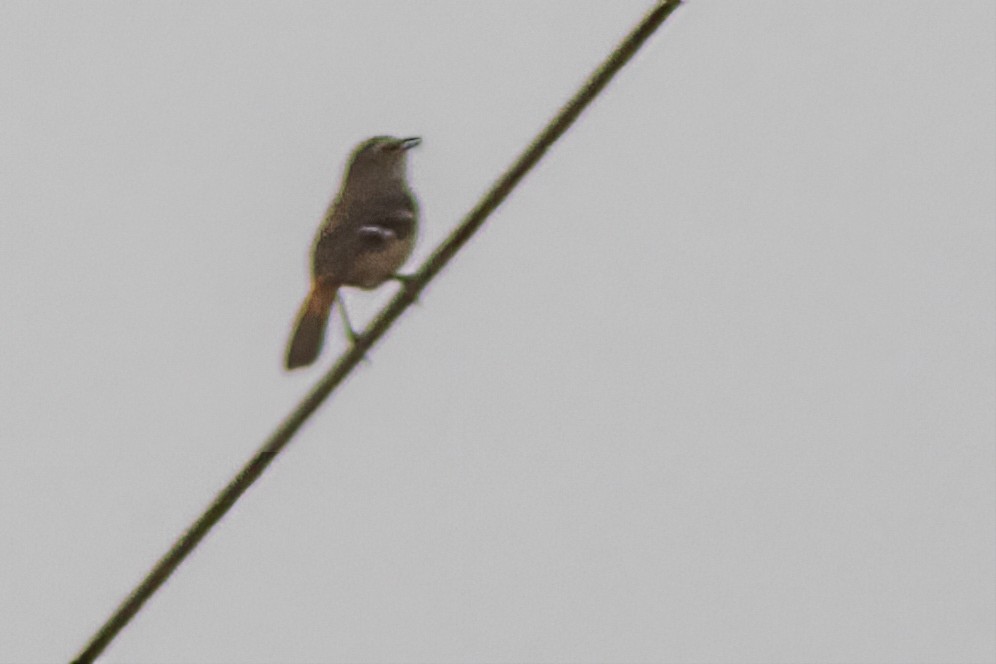 Brown-backed Scrub-Robin - Volkan Donbaloglu