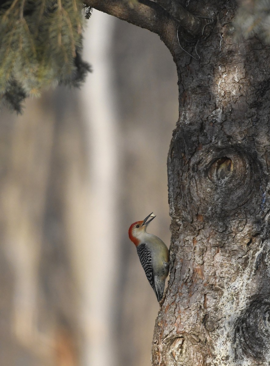Red-bellied Woodpecker - Julie Johnston