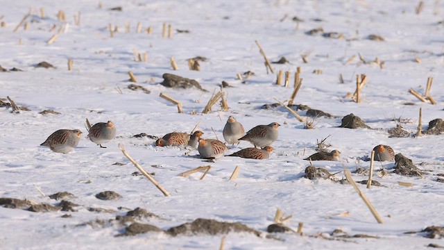 Куріпка сіра - ML614387864