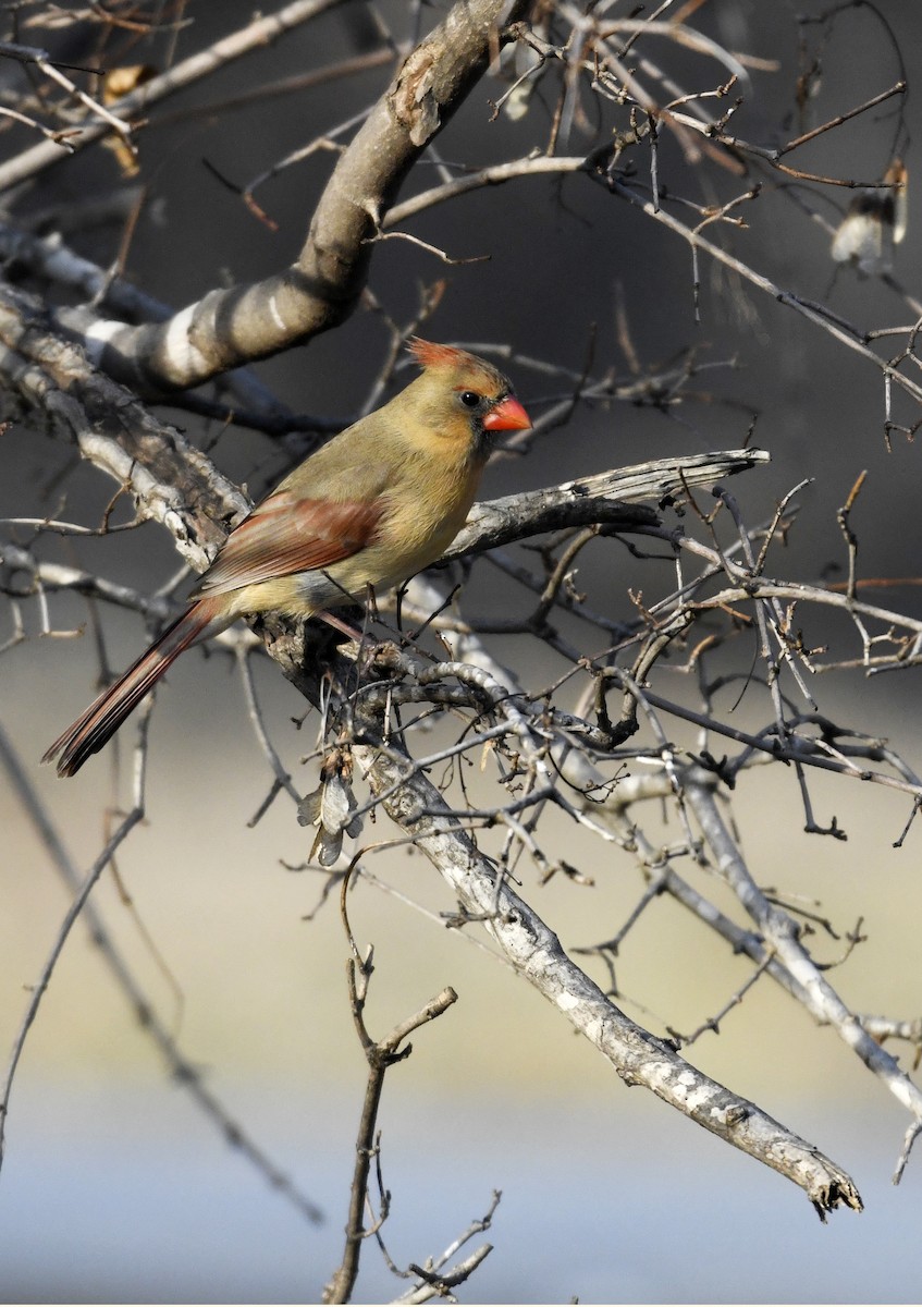 Northern Cardinal - Julie Johnston