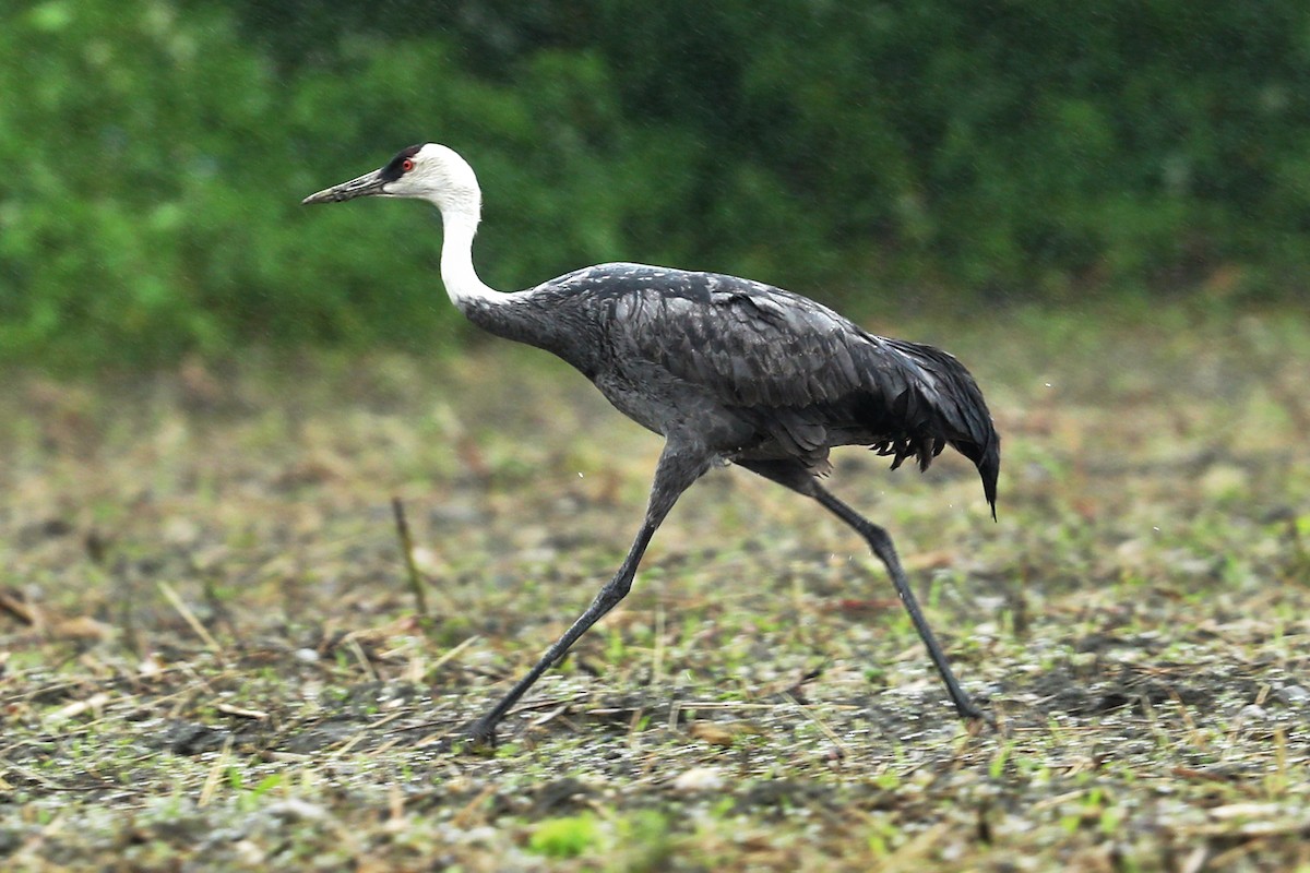 Grulla Monje - ML614387907