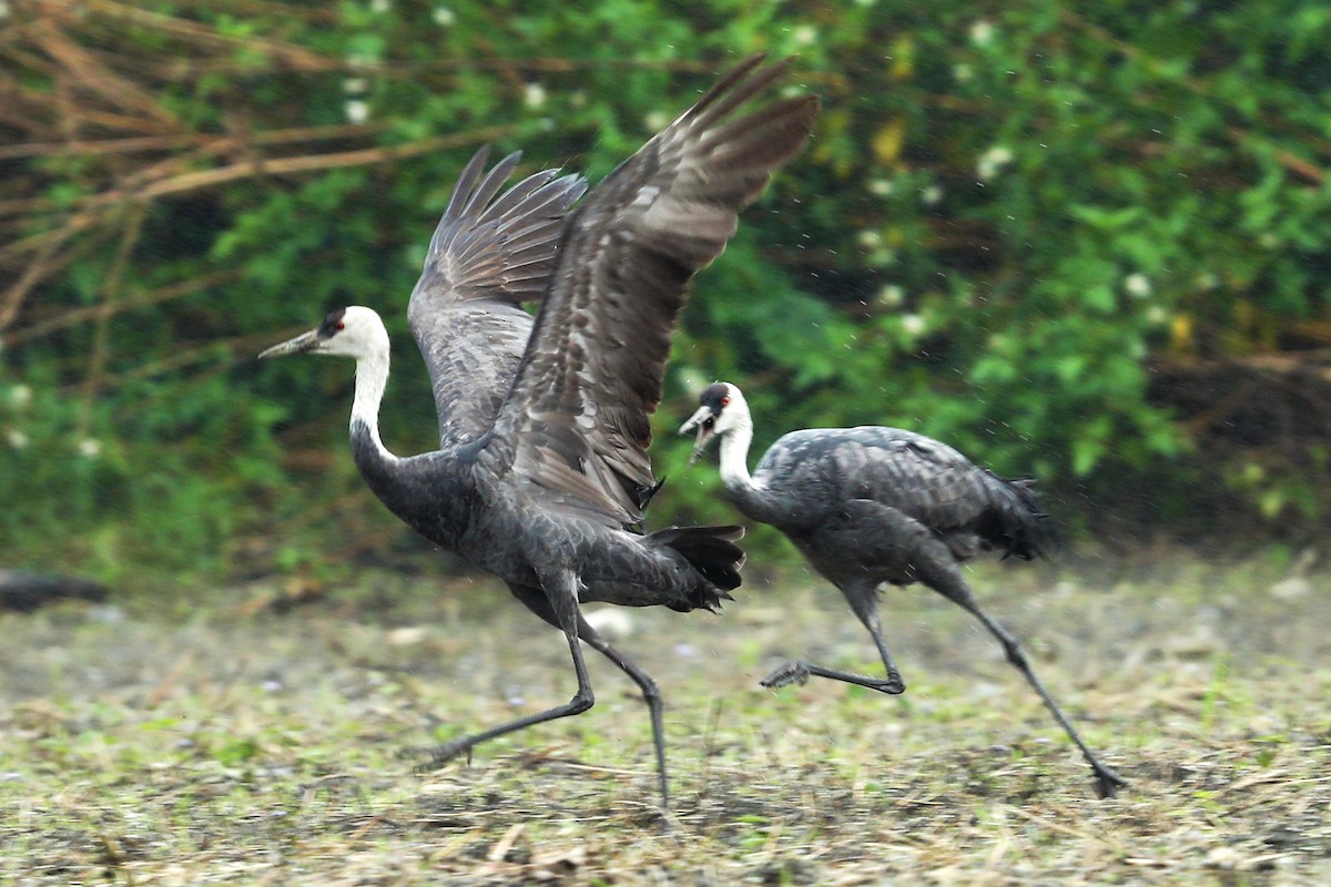 Grulla Monje - ML614387909